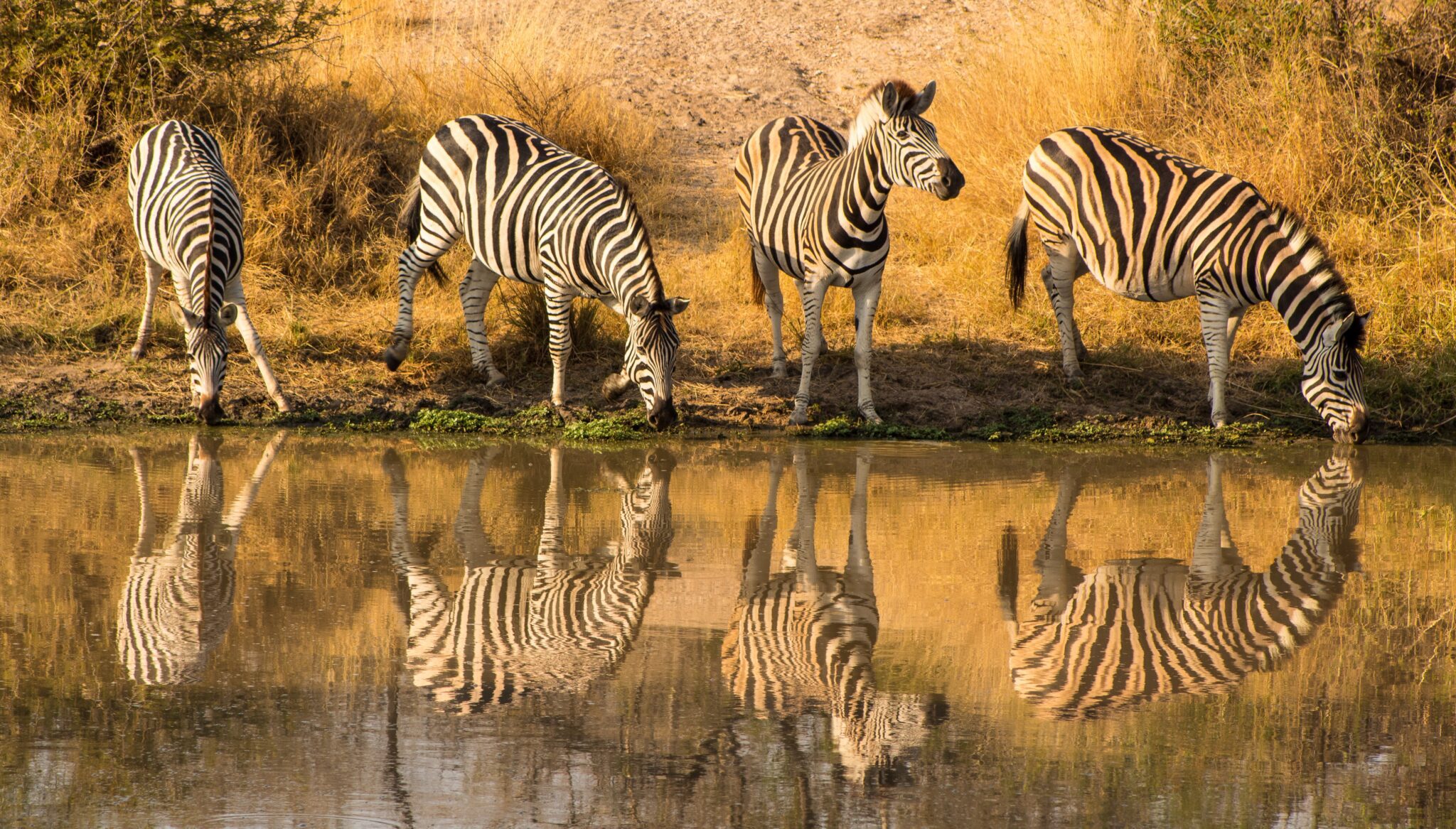 Kruger & Mapungubwe – An Iconic South African Safari