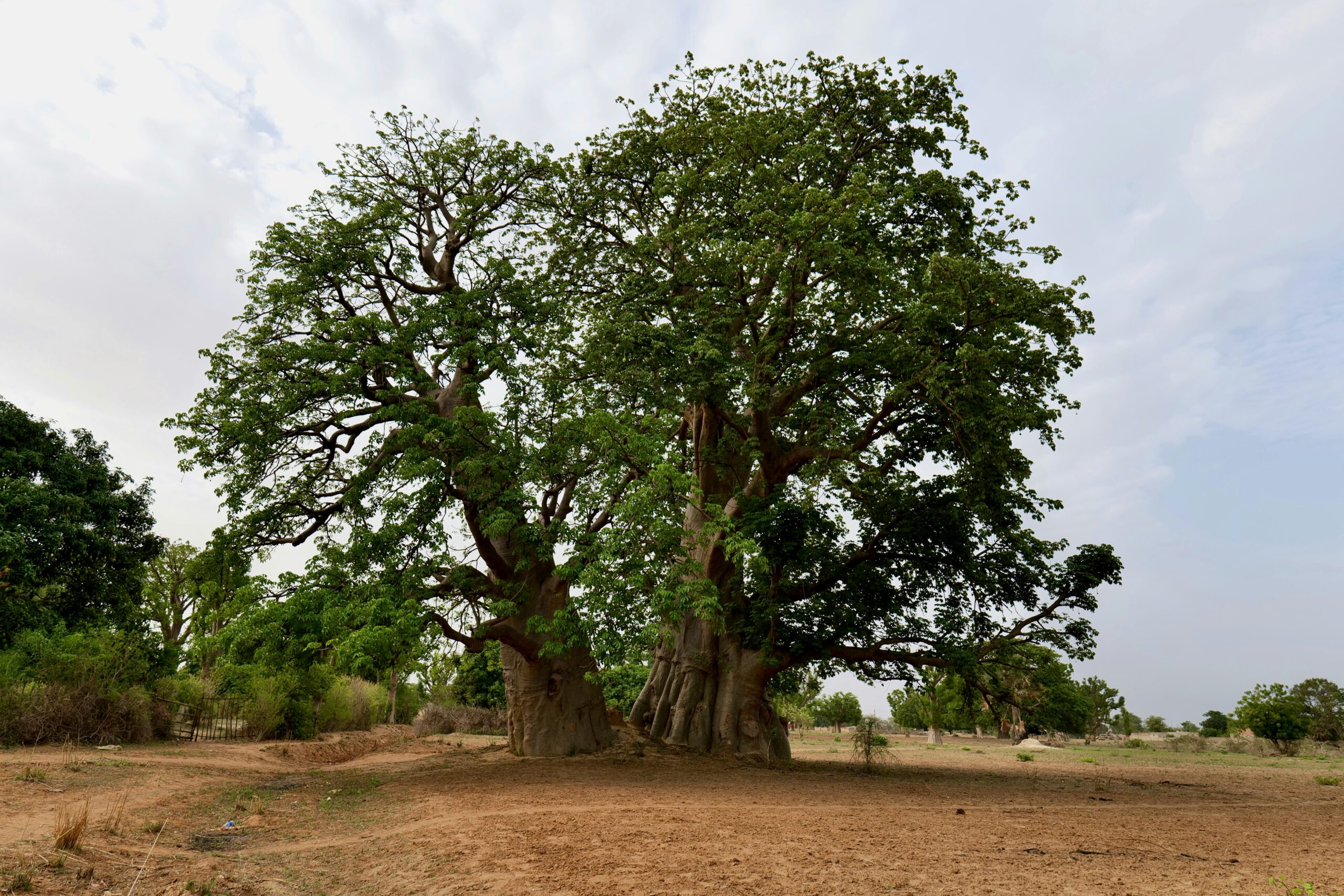 The Gambia & Senegal 2028